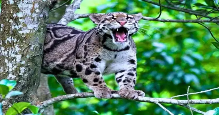 Places to See in Agartala