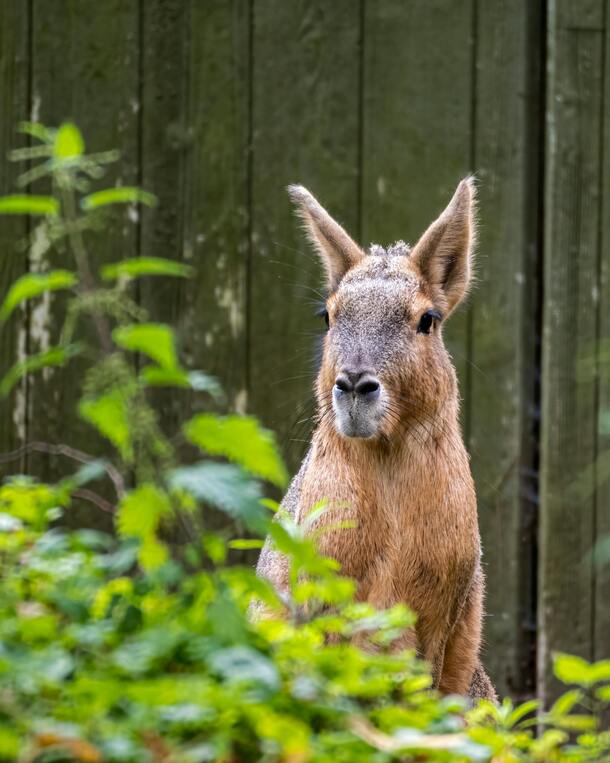 A Baby kangaoora in zoo