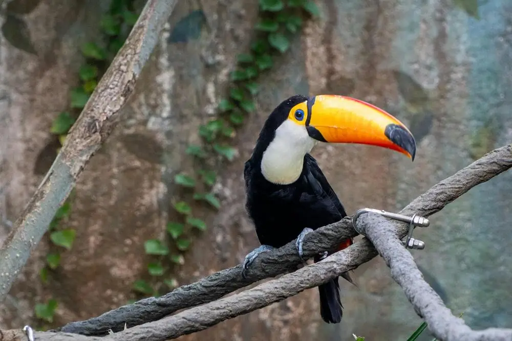 A Bird at his moment