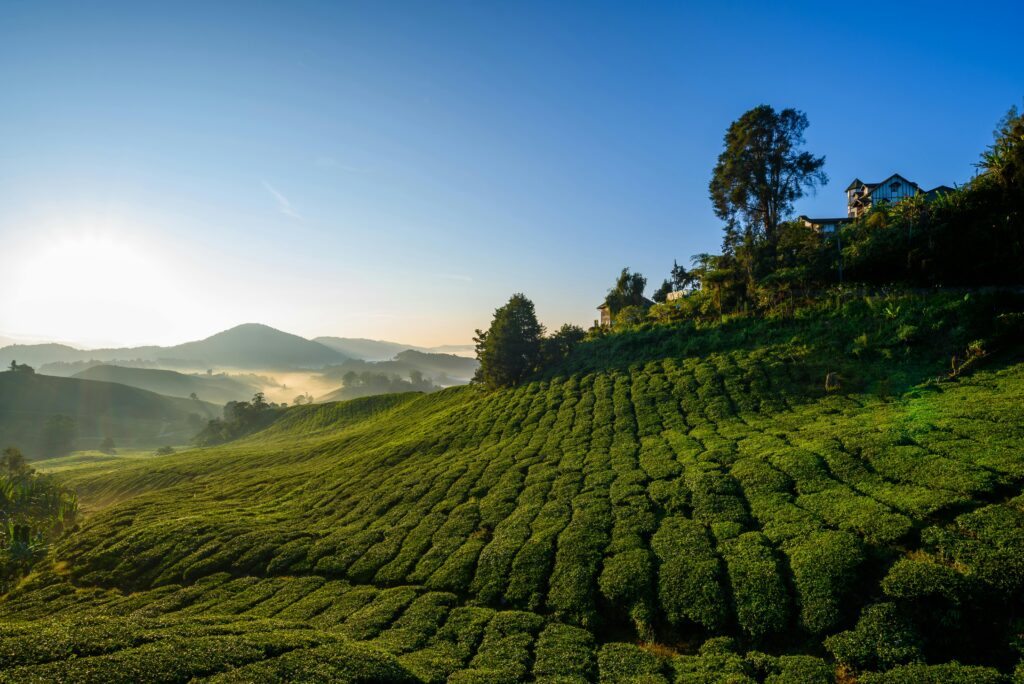 Hidden tea villages in Assam beyond famous tea estates